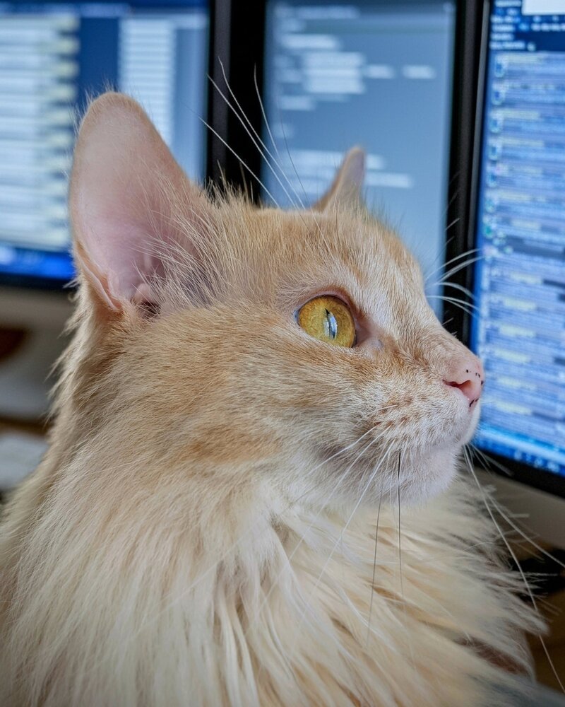 Ms. Marmalade, InnoviCat's site supervisor, in front of development monitors