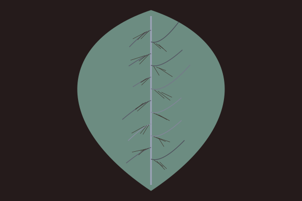Leaf Venation