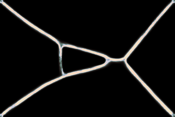 Physarum Simulation