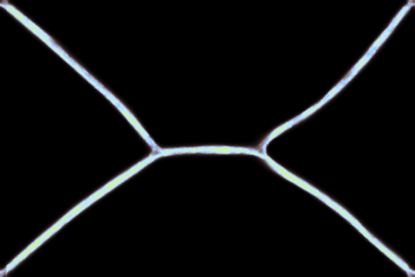 Physarum Simulation